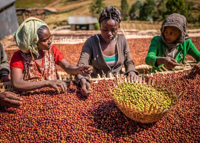 Ethiopian single-origin coffee